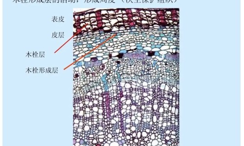 怀孕俩月吃什么对宝宝好吗网—知名的怀孕俩月吃什么东西好网站,分享怀孕两个月吃什么水果有营养对胎儿好知识